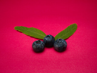 Blueberries with leaves on a red background plain