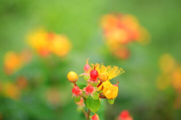 Obraz premium Crimson Fruit of the Auspicious Rain