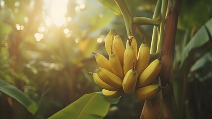 Obraz premium Golden Bananas Bask in the Warm Glow of a Tropical Sunset