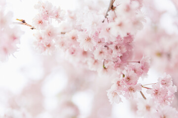 a beautiful full bloom of cherry flowers, with delicate and airy petals swaying gently in the breeze,national flower of Japan, elegant pink petals, pink background