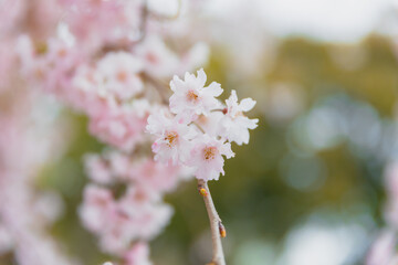 a beautiful full bloom of cherry flowers, with delicate and airy petals swaying gently in the breeze,national flower of Japan, elegant pink petals, green background