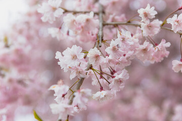 a beautiful full bloom of cherry flowers, with delicate and airy petals swaying gently in the breeze,national flower of Japan, elegant pink petals, pink background
