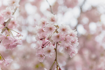 a beautiful full bloom of cherry flowers, with delicate and airy petals swaying gently in the breeze,national flower of Japan, elegant pink petals