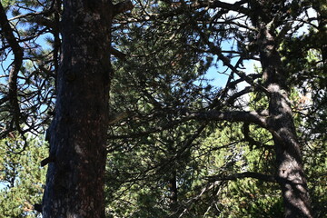 Fototapeta premium andorra nature travel vacation memories amateur photo