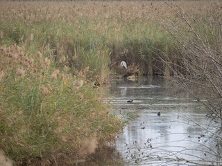 heron  in lago di porta massa tuscany