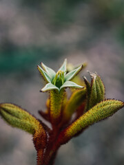 Kangaroo paw flower