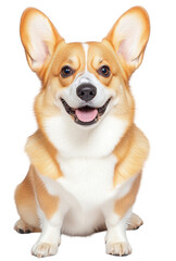 Smiling Corgi with alert ears on a transparent background, great for playful and cheerful pet graphics.