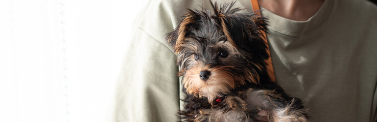 愛犬を抱きしめる飼い主