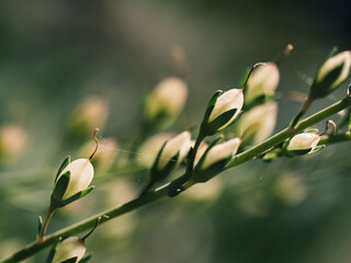 Flower buds