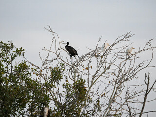 cormorant in lago di porta massa tuscany