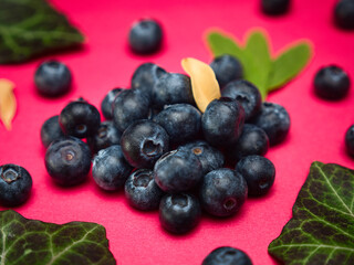 Blueberries with leaves on a red background plain