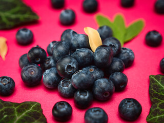 Blueberries with leaves on a red background plain