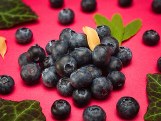 Blueberries with leaves on a red background plain