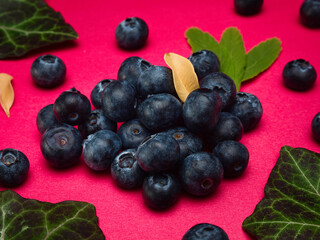 Blueberries with leaves on a red background plain