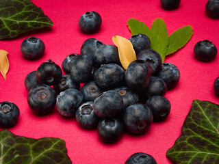 Blueberries with leaves on a red background plain