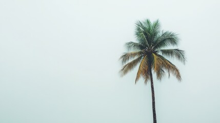 A solitary coconut tree stands tall on a white background, its wide, leafy fronds and textured trunk adding a tropical element to the minimalist backdrop.
