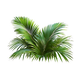 Green palm leaves isolated on white background, close up view. Tropical foliage banner with copy space for text and design with Isolated white  background [PNG].