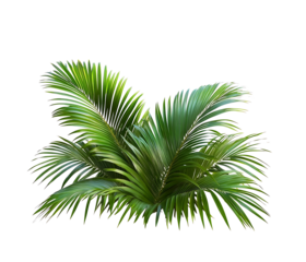 Green palm leaves isolated on white background, close up view. Tropical foliage banner with copy space for text and design with Isolated white  background [PNG].