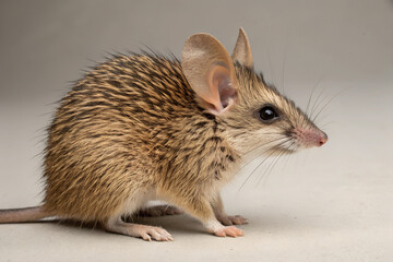 Cairo spiny mouse with distinctive fur patterns and large ears. Generative AI
