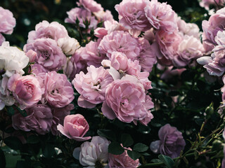 pink roses in the garden