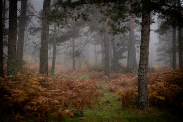 morning in the forest