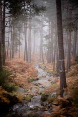 morning in the forest
