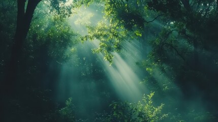 Obraz premium Sunbeams filtering through lush green forest canopy