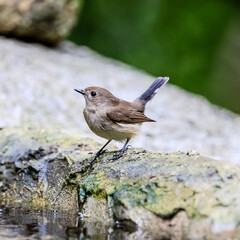 Asian brown flycatcher in Thailand.