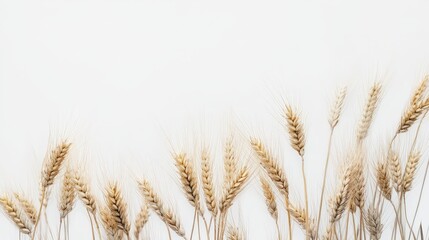 Fototapeta premium A visually stunning presentation of unhusked wheat grains is featured on a smooth white background.