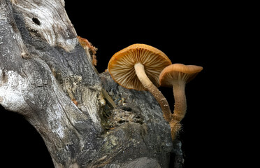 Photo of Pholiota mushroom in natural habitat, detailed macro nature shot.