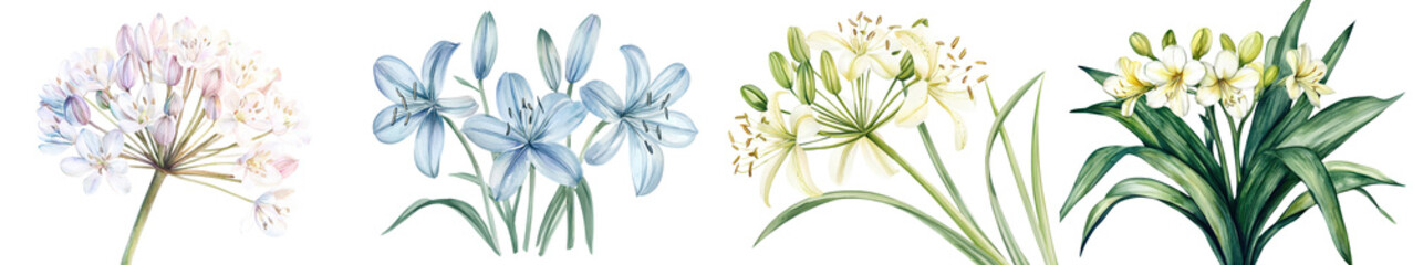 Obraz premium Captivating Agapanthus Flowers in Bloom A Vibrant Display of Nature s Elegance Stunning lilac lavender and white Lily of the Nile flowers arranged in a beautiful floral composition