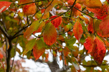 紅葉したハナミズキの葉
