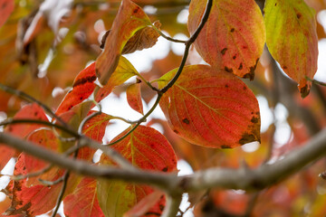紅葉したハナミズキの葉