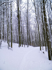 Snowy forest in Wiezyca Region. Kashubia Northern Poland.