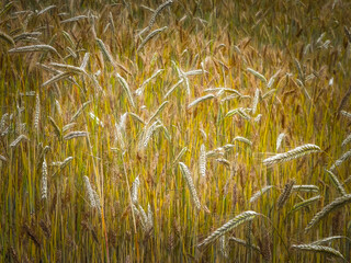 Close up of rye plants as nature background