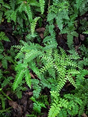 Fern Plants (Polypodiopsida), Matale, Sri Lanka