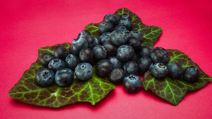 Blueberries with leaves on a red background plain