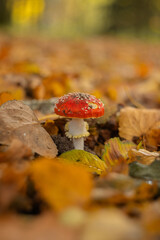 Fly agaric mushroom in the autumn forest. Poisonous Red Amanita