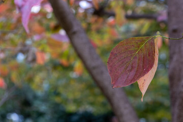 紅葉したハナミズキの葉