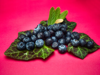 Blueberries with leaves on a red background plain