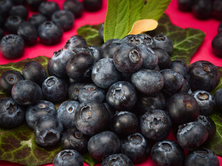 Blueberries with leaves on a red background plain