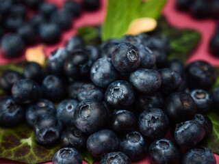Blueberries with leaves on a red background plain
