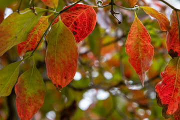 紅葉したハナミズキの葉