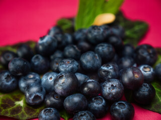 Blueberries with leaves on a red background plain