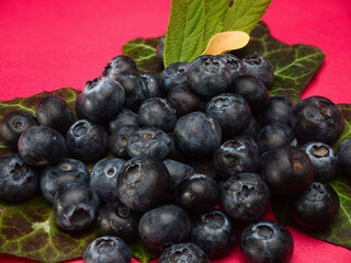 Blueberries with leaves on a red background plain