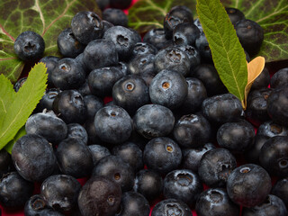 Blueberries with leaves on a red background plain