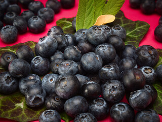 Blueberries with leaves on a red background plain