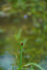 ladybug on leaf