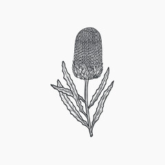 Hand drawn banksia flower illustration. Australian native plant