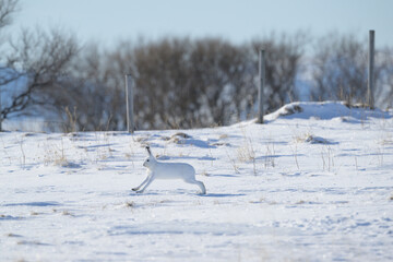 Mountain hare (Lepus timidus) in snowy landscape